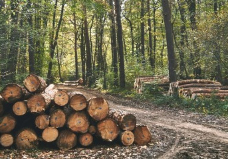 Parcelles de forêts : un marché au beau fixe