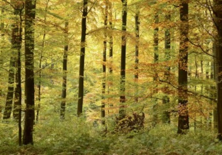 Investissements dans les forêts : un marché en pleine forme !