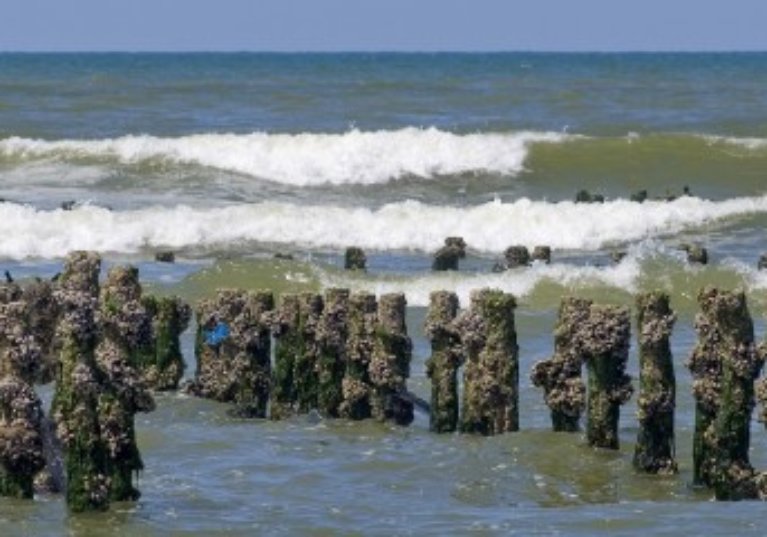 Les activités conchylicoles et les cultures marines sous protection !