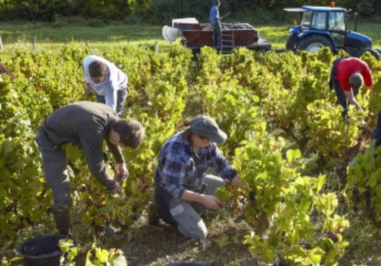 Travailleurs agricoles occasionnels : une option pour la réduction Fillon d’ici fin mars