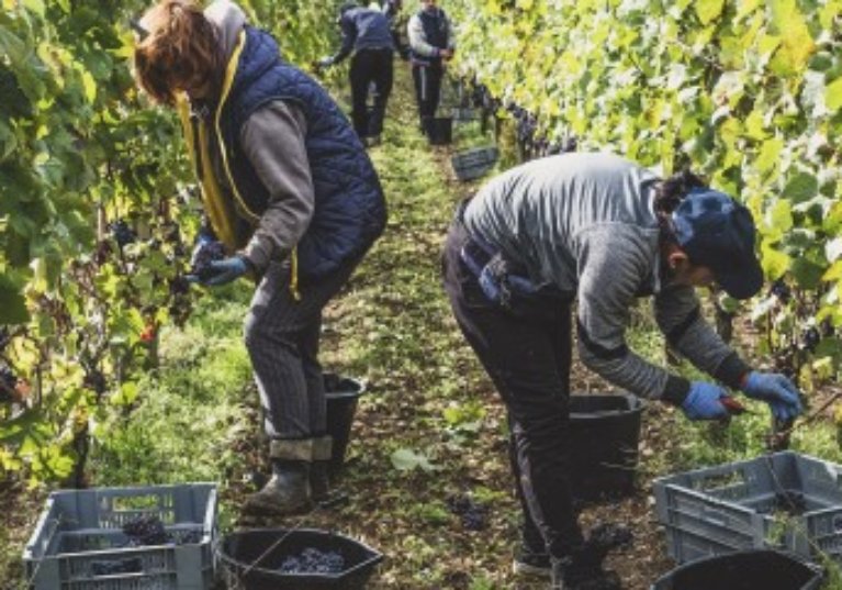 Travailleurs occasionnels agricoles : l’exonération spécifique prolongée d’un an