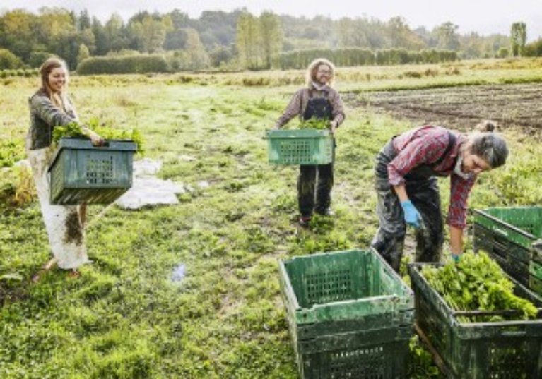 Travailleurs occasionnels agricoles : l’exonération spécifique prolongée de 3 ans