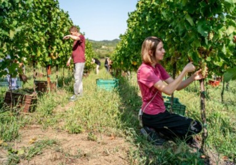 Récoltes manuelles AOC et IGP et travail le dimanche